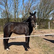 Dansk Varmblod Lady godiva