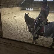 Arabisk fuldblod (OX) Bojkij ox