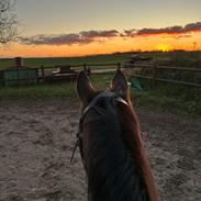 Arabisk fuldblod (OX) Bojkij ox