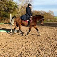 Arabisk fuldblod (OX) Bojkij ox