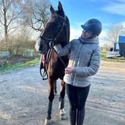 Arabisk fuldblod (OX) Bojkij ox