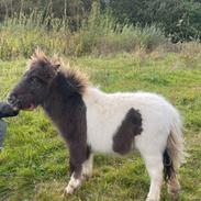 Anden særlig race Theodoras Teddy