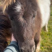 Anden særlig race Theodoras Teddy