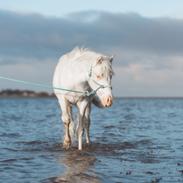 Welsh Partbred (Sec F) Tovdal’s Miss Ocean Pearl • Willow •