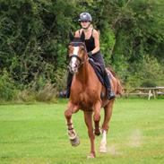 Dansk Varmblod Gørklintgårds faraday