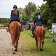 Dansk Varmblod Gørklintgårds faraday
