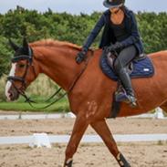 Dansk Varmblod Gørklintgårds faraday
