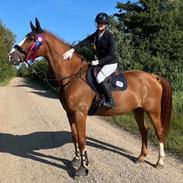 Dansk Varmblod Gørklintgårds faraday