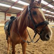 Dansk Varmblod Gørklintgårds faraday