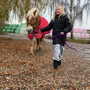 Haflinger Sisi/molly