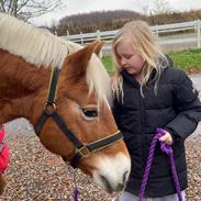 Haflinger Sisi/molly