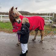 Haflinger Sisi/molly