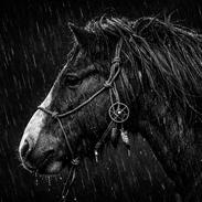 Anden særlig race Kofoeds Hidalgo O.C