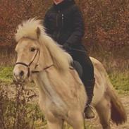 Islænder Dagur frá Halakoti