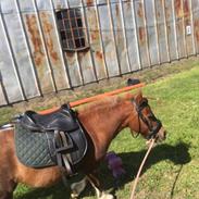 Anden særlig race Fenja