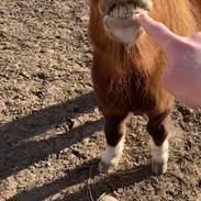 Anden særlig race Fenja