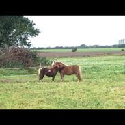 Anden særlig race Fenja