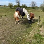 Anden særlig race Fenja