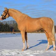 Tysk Sportspony Kastanienhof Manhattan