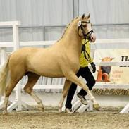 Tysk Sportspony Kastanienhof Manhattan