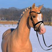 Tysk Sportspony Kastanienhof Manhattan