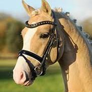 Tysk Sportspony Kastanienhof Manhattan