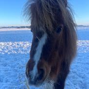 Anden særlig race Fenja