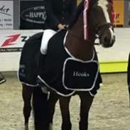 Dansk Varmblod BIRKELY'S APOLOGIZE (POLLE)