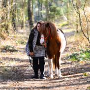 Anden særlig race Kofoeds Hidalgo O.C