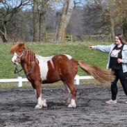 Anden særlig race Kofoeds Hidalgo O.C