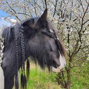 Irish Cob Aaskovs Golden Nala
