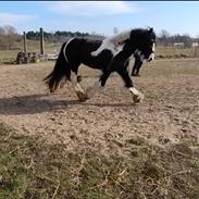 Irish Cob Aaskovs Golden Nala