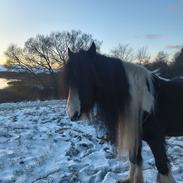 Irish Cob Aaskovs Golden Nala