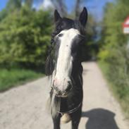Irish Cob Aaskovs Golden Nala