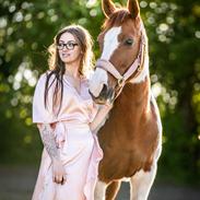 Anden særlig race Hope Silverstar