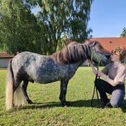 Shetlænder Thorshøj's kalk
