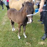 Welsh Pony af Cob-type (sec C) Skovly's Black Dancing Star