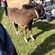 Welsh Pony af Cob-type (sec C) Skovly's Black Dancing Star