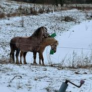 Welsh Mountain (sec A) Belle's milo