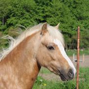 Welsh Mountain (sec A) Belle's milo