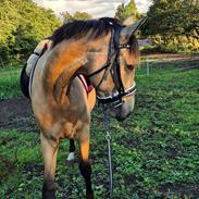 Palomino Flying aragorn