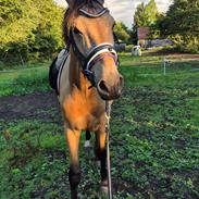Palomino Flying aragorn
