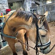 Palomino Flying aragorn