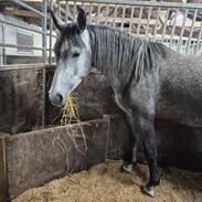 Oldenborg Horsebjerg Vetlanda