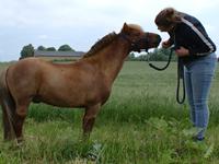 Dansk Miniature SØSTED'S RED MIDNIGHT STAR