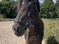 Dansk Varmblod Lady godiva