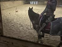 Arabisk fuldblod (OX) Bojkij ox