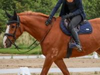 Dansk Varmblod Gørklintgårds faraday