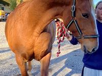 Frederiksborg Jucemi Bangholm