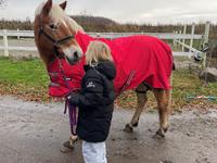 Haflinger Sisi/molly